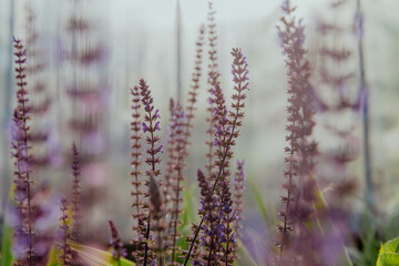 Lilac and purple flowers with delicate light green leaves