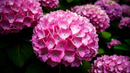 Fototapeta premium Close-up micro view of beautiful pink hydrangea flowers in full bloom, vibrant colors and natural beauty in a garden 