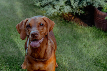 Funny red vizsla dog with big ears and sticking out tongue