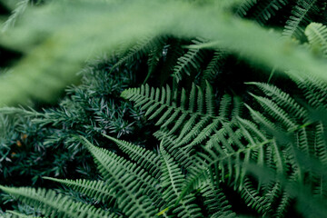 Green fern leaves, dark green background