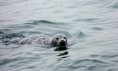 Fototapeta premium Seal swimming near the ocean surface.