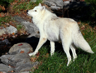 White wolf in natural environment.
