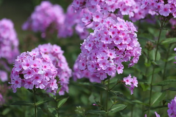 Garden Phlox paniculata, creeping phlox subulata, also known as the moss phlox.