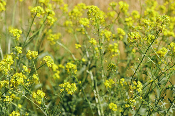 Summer nature wild blossoming yellow flower Sisymbrium outdoor, grasses and wildflowers at sunlight, meadow medical herbs and field bloom plants, summer flowering season, botanical scene