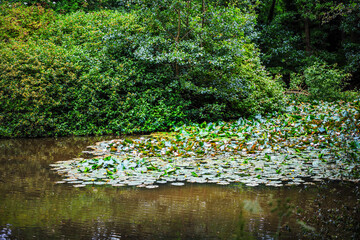 forest lake woodland in the english countryside.