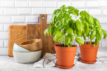Fresh basil plant in a pot on a textured background. Fresh organic basil leaves. Spices. Vegan. Home gardening on kitchen. Home planting and food growing. basil plant Copy space.