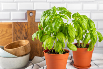Fresh basil plant in a pot on a textured background. Fresh organic basil leaves. Spices. Vegan. Home gardening on kitchen. Home planting and food growing. basil plant Copy space.