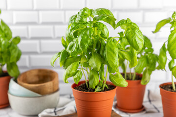 Fresh basil plant in a pot on a textured background. Fresh organic basil leaves. Spices. Vegan. Home gardening on kitchen. Home planting and food growing. basil plant Copy space.