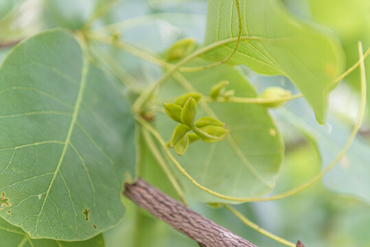 Kakadu Plums