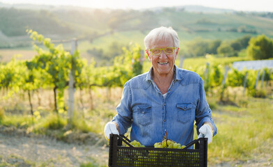 Senior wine producer man holding white grape box with vineyard in background - Organic farm and...