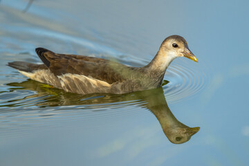 Sub-adult Common moorhen and its reflection in the water.