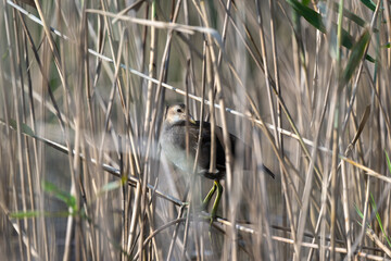 Sub-adult Common moorhen hiding in the grass.