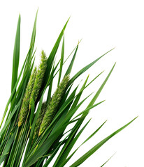 Obraz premium Close-up of green grass with seed heads isolated on a white background, showcasing natural flora and fresh greenery.