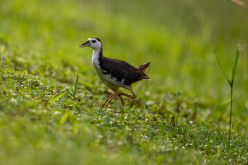 Common moorhen walking in grass