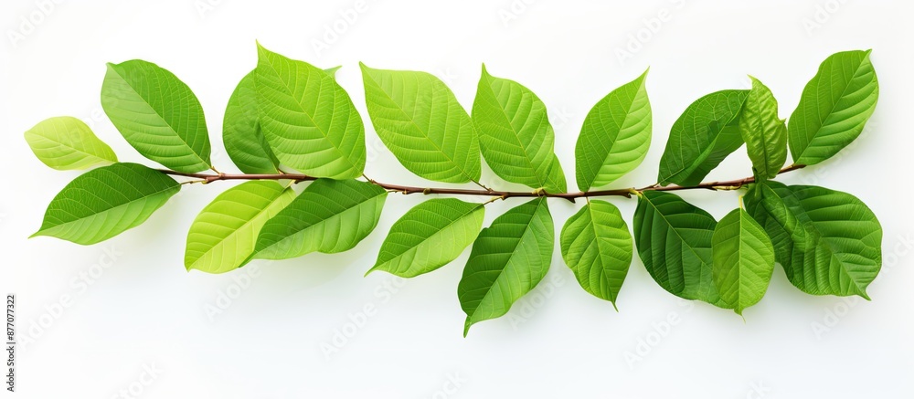 Aufkleber green foliage backdrop with a branch of kratom leaves on a white isolated background, ideal for a co