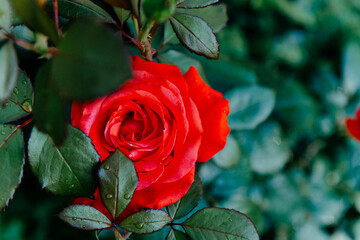 Large red rose flower with dark green background