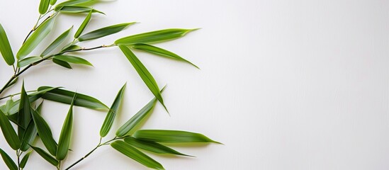 Fototapeta premium A bamboo leaf on a white backdrop with copy space image.