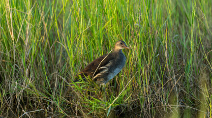 Sub-adult Common moorhen hiding in the grass.