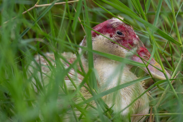 A duck molting in the grass.