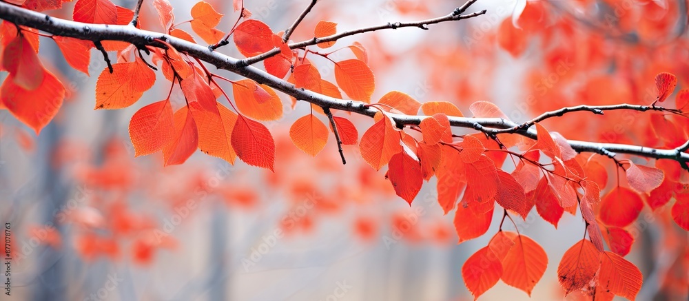 Aufkleber autumn leaves in red hues on poplar branches with copy space image.
