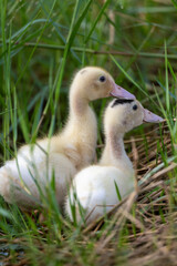 Two little ducks in the grass.