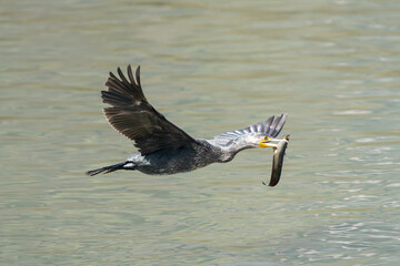 Great Cormorant with fish catch. The great cormorant (Phalacrocorax carbo) is a robust seabird member of the cormorant family