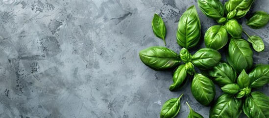 Flat lay arrangement with lush green basil leaves on a gray surface, providing room for text in the image.