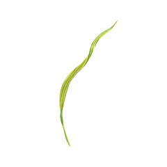 Green grass watercolor illustration. Rice or wheat plant stalk. Asian cooking ingredient. Hand drawn floral element isolated on transparent background. Clip art for nutritious product packaging design