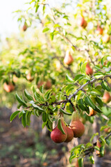 Pears on a branch in an orchard