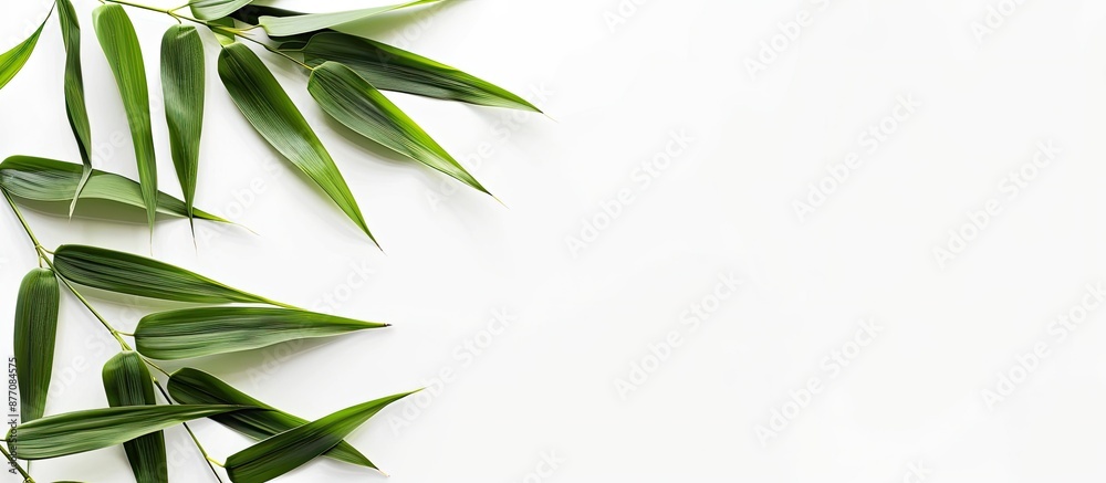 Aufkleber isolated bamboo leaves on a white backdrop with copy space image.