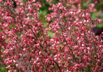 Heuchera flowers close up