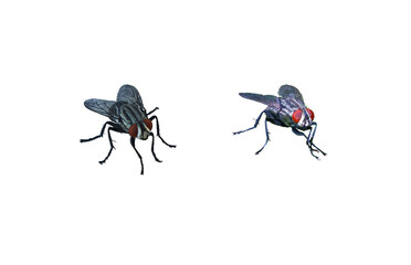 Big flies on a white background