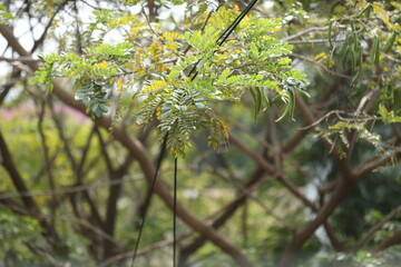 branches of lush green tree