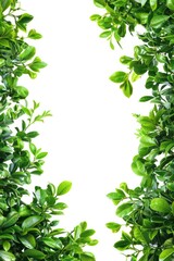 Obraz premium A simple frame made of green leaves on a white background