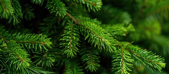 Close-up view of the spruce's lush green needles, with a copy space image.