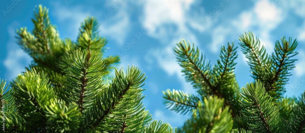 Poster Close-up view of pine tree tops against a blue sky, suitable for copy space image.
