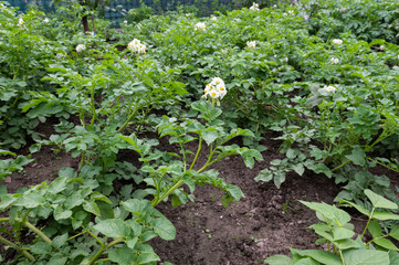 Flourishing Potato Plants in a Green Garden