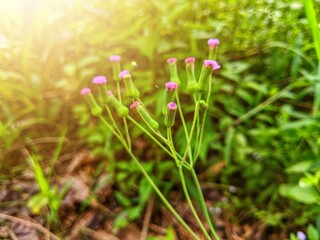 Emilia fosbergii is a wild plant that is often found in tropical lands