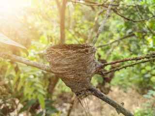 two bird eggs in a cage on a tree branch