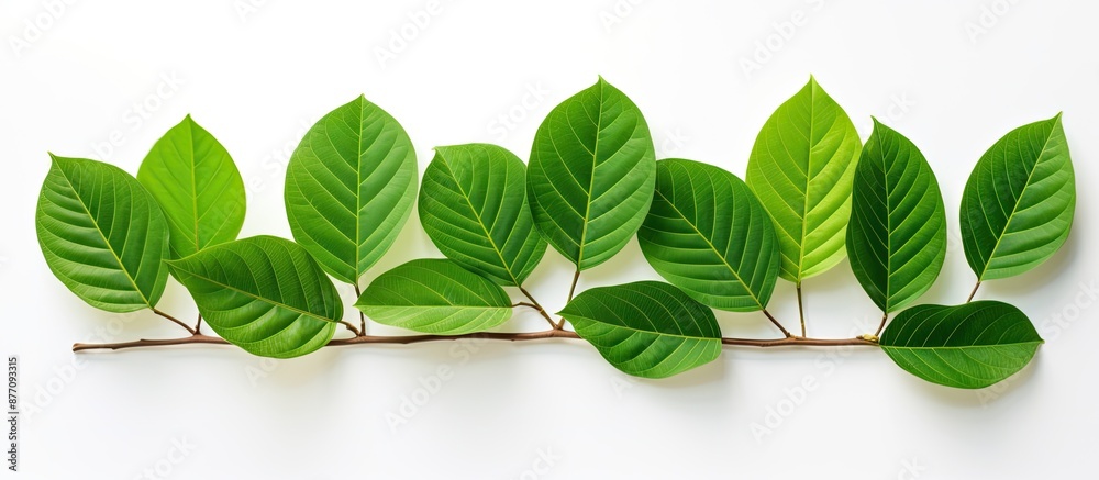 Aufkleber green foliage backdrop with a branch of kratom leaves on a white isolated background, ideal for a co