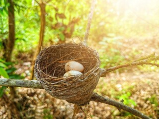 two bird eggs in a cage on a tree branch
