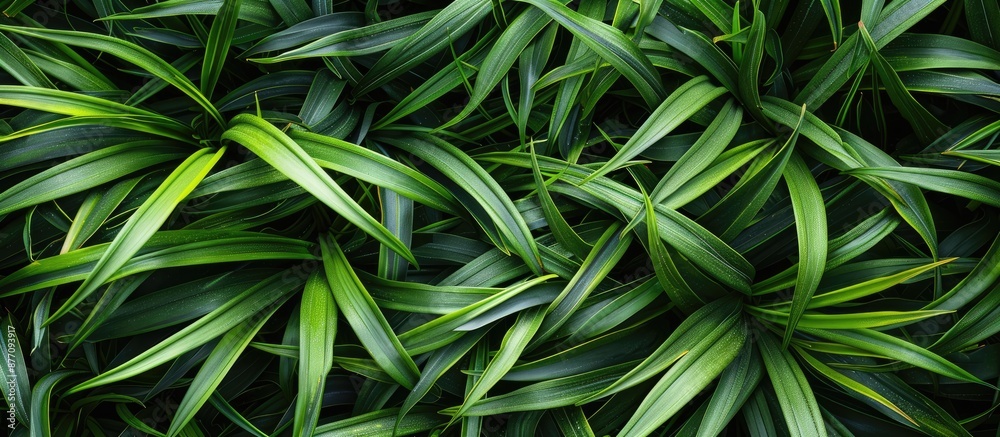 Poster Texture of lush green grass as a background with ample copy space image.