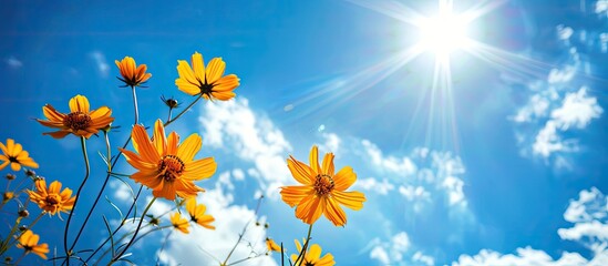 Obraz premium Beautiful nature featuring a vivid and fresh pattern design of yellow flowers against a bright and colorful blue sky background, ideal for a copy space image.