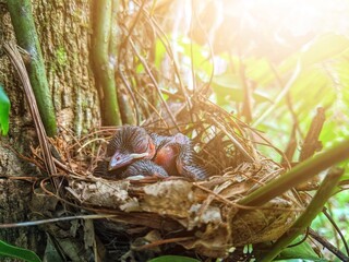 Two baby birds in a cage are sleeping