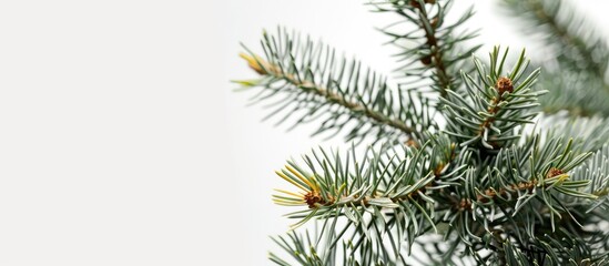 Close-up view of spiky green and yellow pine tree branches against a white backdrop with ample room for additional text or graphics in the image.
