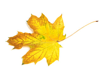 Yellow multicolor autumn maple-leaf