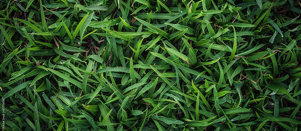 Poster Texture of lush green grass as a background with ample copy space image.