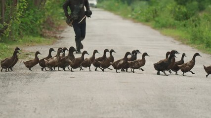 Flock of brown duck crossing on the road to feeding in the rice field