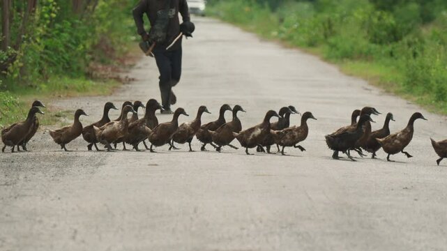 Flock of brown duck crossing on the road to feeding in the rice field