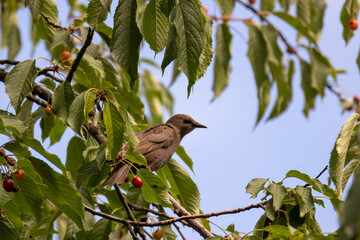A young common starling sits on a cherry branch with green leaves on a sunny summer day.